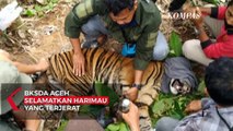 BKSDA Banda Aceh Selamatkan Harimau Sumatera Yang Terjerat