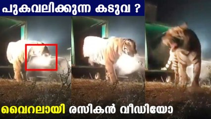 വൈറലായി പുകവലിക്കുന്ന കടുവ, സംഭവം ഇതാണ് | Oneindia Malayalam