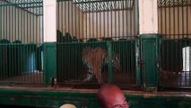 Alpha Male tiger Wants To Go Out