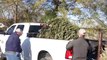 Texas town uses Christmas trees to rebuild storm-ravaged dunes