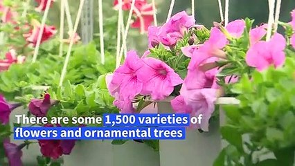 Flower village in Vietnam’s Mekong Delta gears up for Lunar New Year