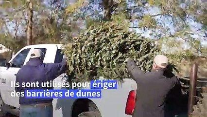 Au Texas, des sapins de Noël au secours des dunes rasées par les tempêtes