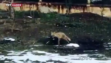 Tavuğunu götüren tilkiye seslendi: Afiyet olsun