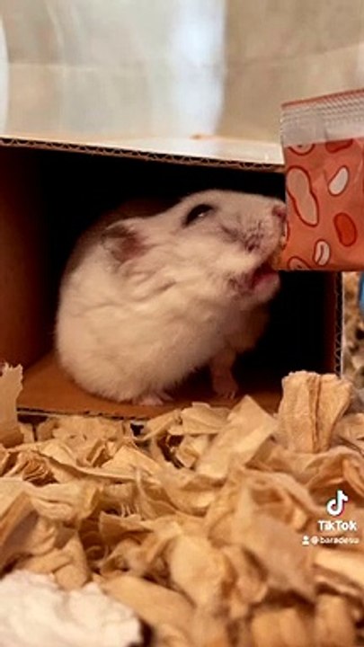 hamster