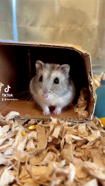 hamster