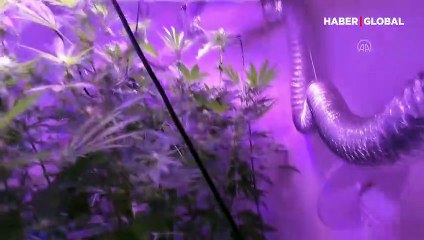 Hint keneviri yetiştirmek için kıyafet dolabına ve odalara özel düzenek kurmuşlar