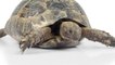 Todo lo que necesitas saber para tener una tortuga de tierra