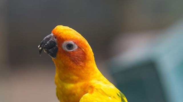 Los nombres para loros más originales y divertidos