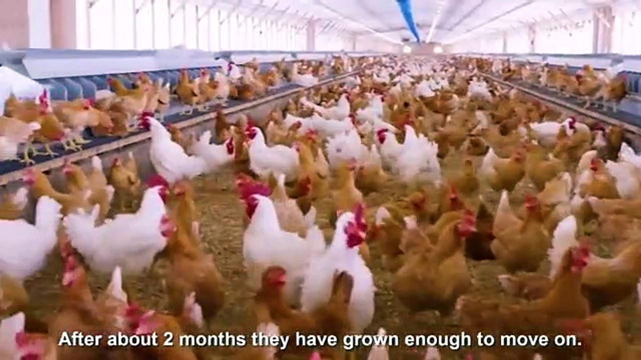How_Poultry_Farm_Make_Million_Eggs_and_Meat_-_Inside_Modern_Chickens_Farm_-_Poultry_Farm_Technology(360p)