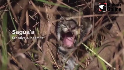 Los nuevos cachorros de yaguareté nacidos en el Iberá ya tiene nombre y pronto serán liberados
