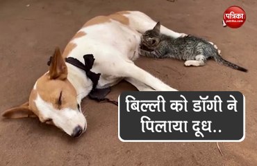 VIDEO: डॉगी ने बिल्ली के बच्चे को पिलाया अपना दूध, लोगों ने कहा- वाह!
