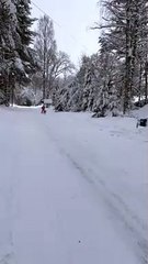 Solo Husky Pulls Sled