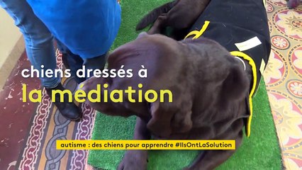 À Albi, des chiens dressés pour aider les enfants autistes à mieux apprendre