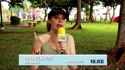 Vida Animal | El cuidado básico de los gatos - Nex Panamá