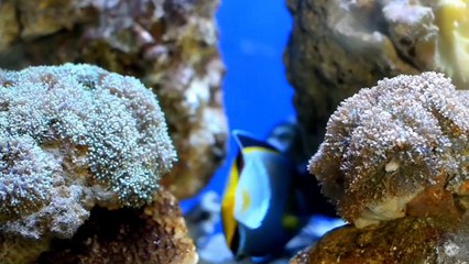 Amazing Nature Animals Videos.