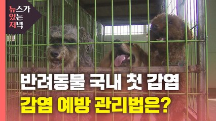 [뉴있저] 반려동물 국내 첫 감염에 우려...28일 백신접종 계획 발표 / YTN