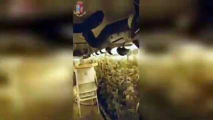 Torino - Scoperte tre grandi serre per coltivazione marijuana (25.01.21)