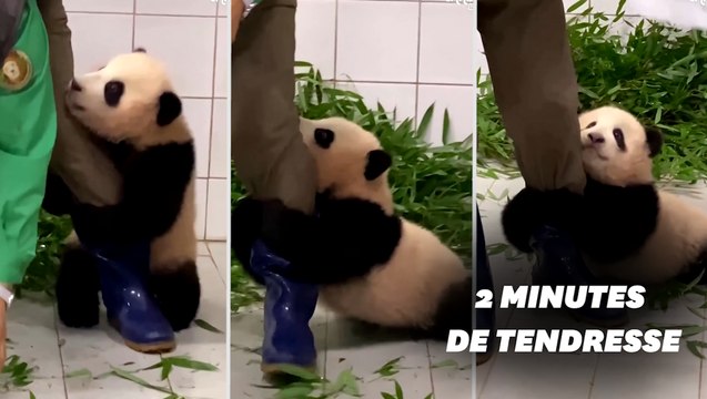 Ce bébé panda qui s'accroche à son soigneur va vous faire fondre
