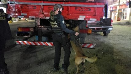 POLÍCIA FEDERAL APREENDE 1,5 TONELADA DE MACONHA EM CARPINA