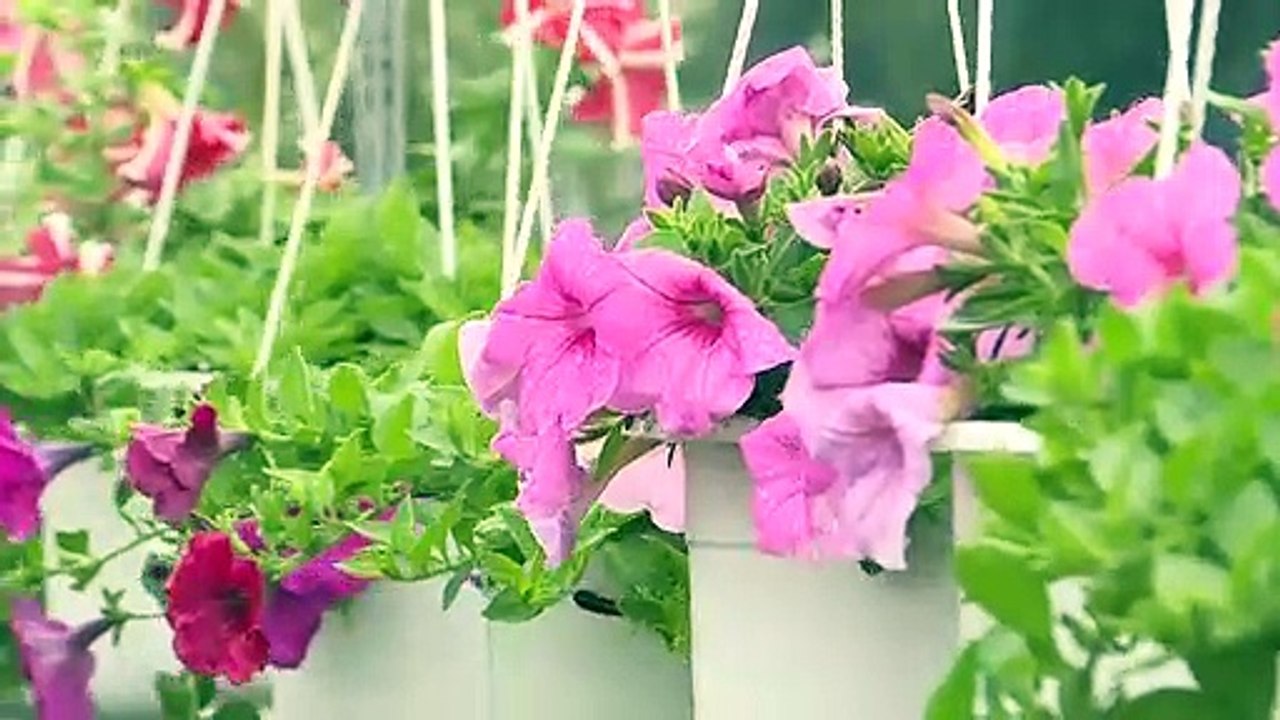 Au Vietnam, des champs de fleurs pour le Nouvel An lunaire