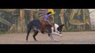 Boston Terrier Performs Amazing Tricks Using Their Legs