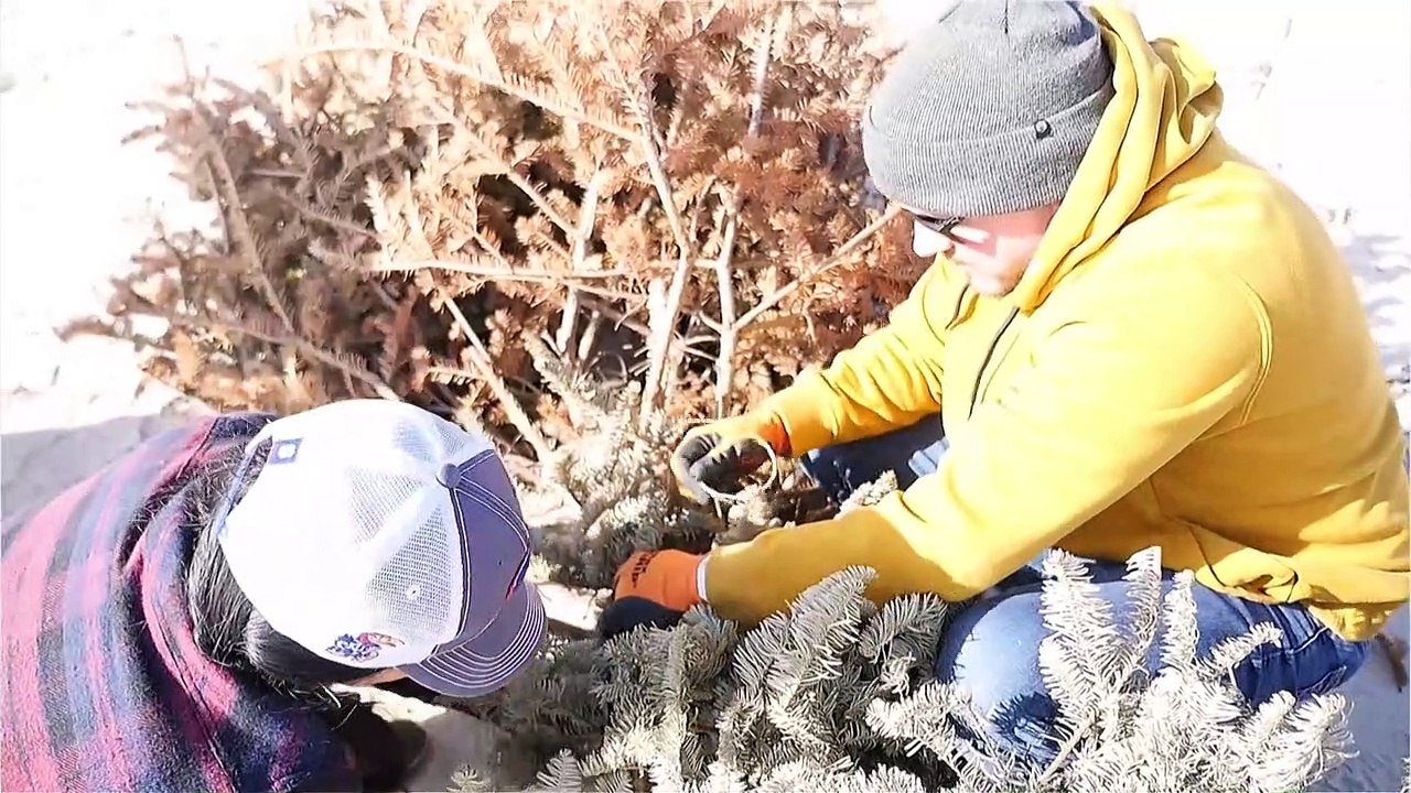 Küstenschutz mit alten weihnachtsbäumen