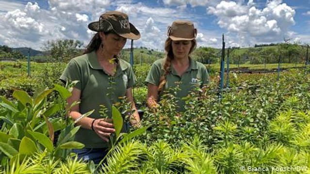Brasil: bosques nuevos para agua y clima