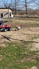 Rooster Isn't Afraid of Kid on a Four-Wheeler