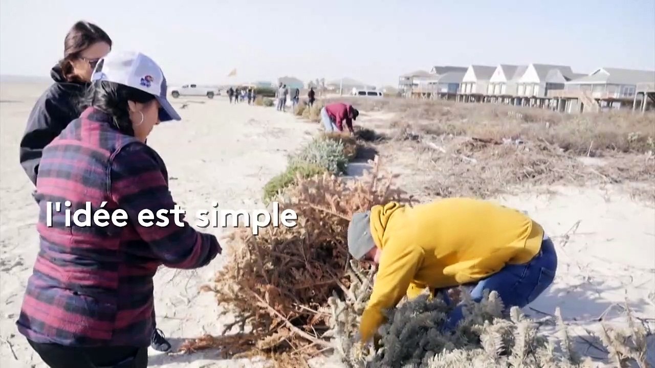 États-Unis : des sapins de Noël pour créer des dunes