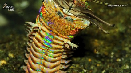 Giant Monster Worms Roamed the Ocean Floor 20 Million Years Ago