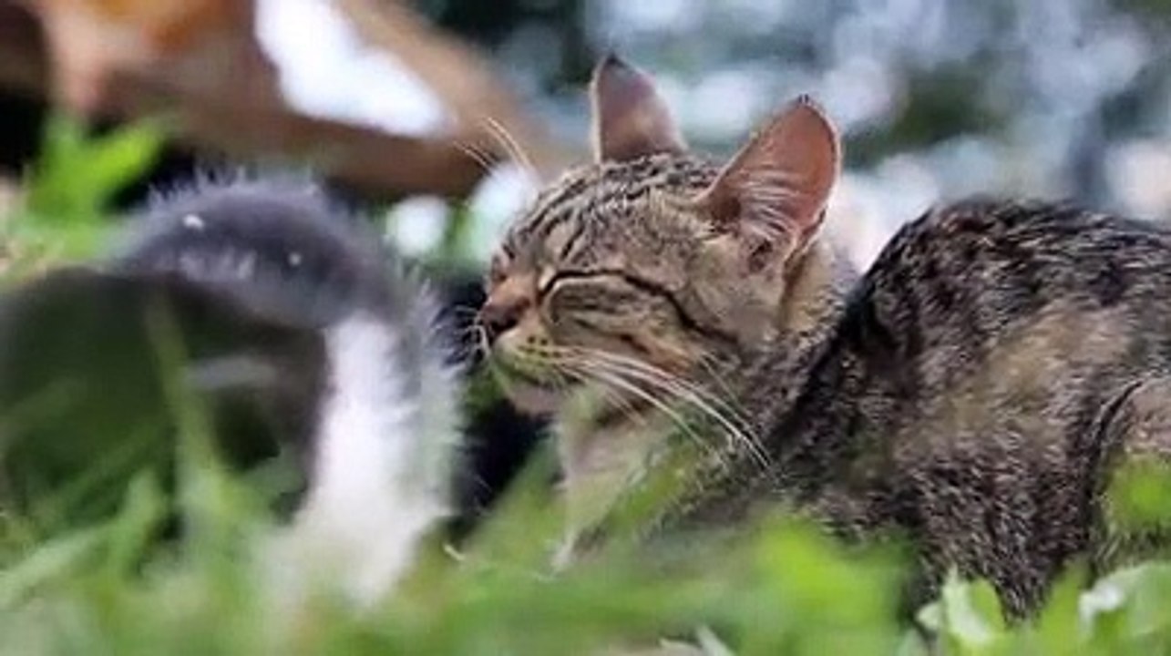 #relaxing #guitar music with-cute-cats-videos #beautiful music #Soulful #sleeping