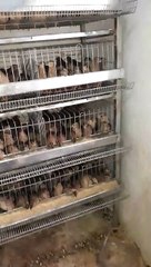 تربية السمان animal