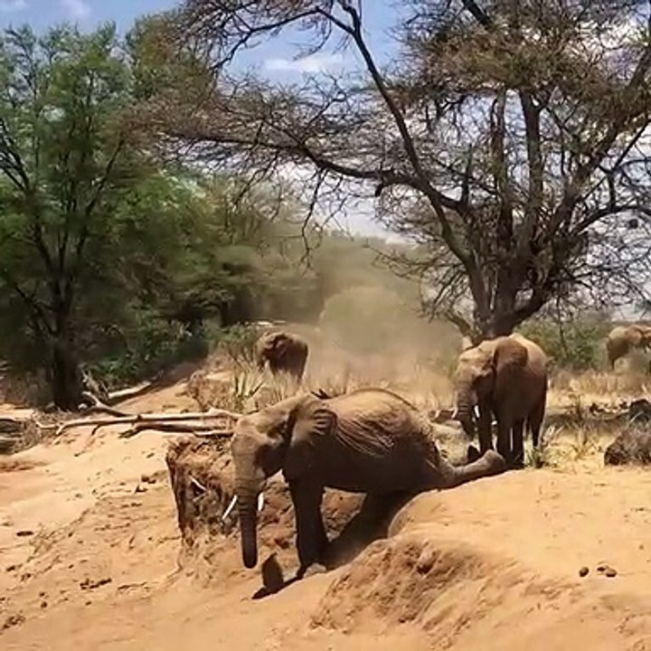 Cet éléphant a une drole de technique pour descendre le talus