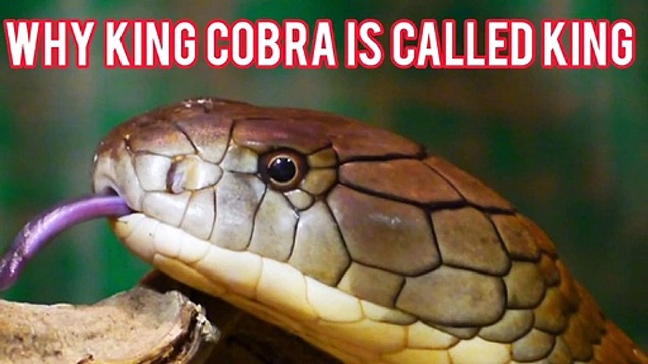 Why King Cobra Is Called King