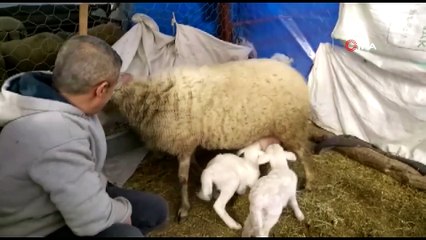 Baharın Müjdecisi Olan Kuzular Doğmaya Başladı