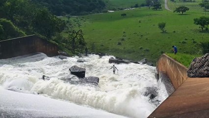 Dog Washed over Dam Wall is Rescued