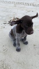 Bush's Floppy Ears in the Wind at the Beach