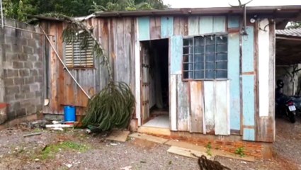 Galhos de Araucária caem e  telhado de residência fica destruído no Bairro Cataratas