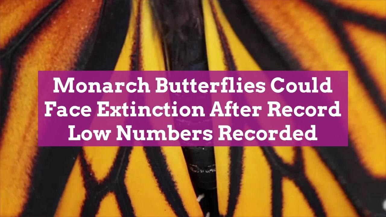 Monarch Butterflies Could Face Extinction After...