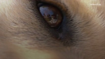 These Fascinating Visualizations Show How Your Pets Really See Your Home