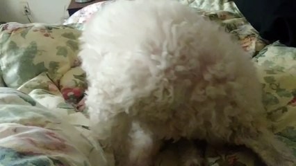 Doggy likes to Rock n&apos; Roll