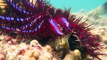 Close Up Footage of a Beautiful Crown of Thorns
