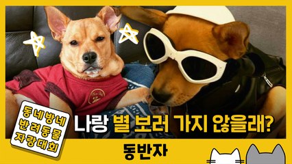 [동반자] '멋짐 뿜뿜' 최민수st 강아지 연복이 / YTN