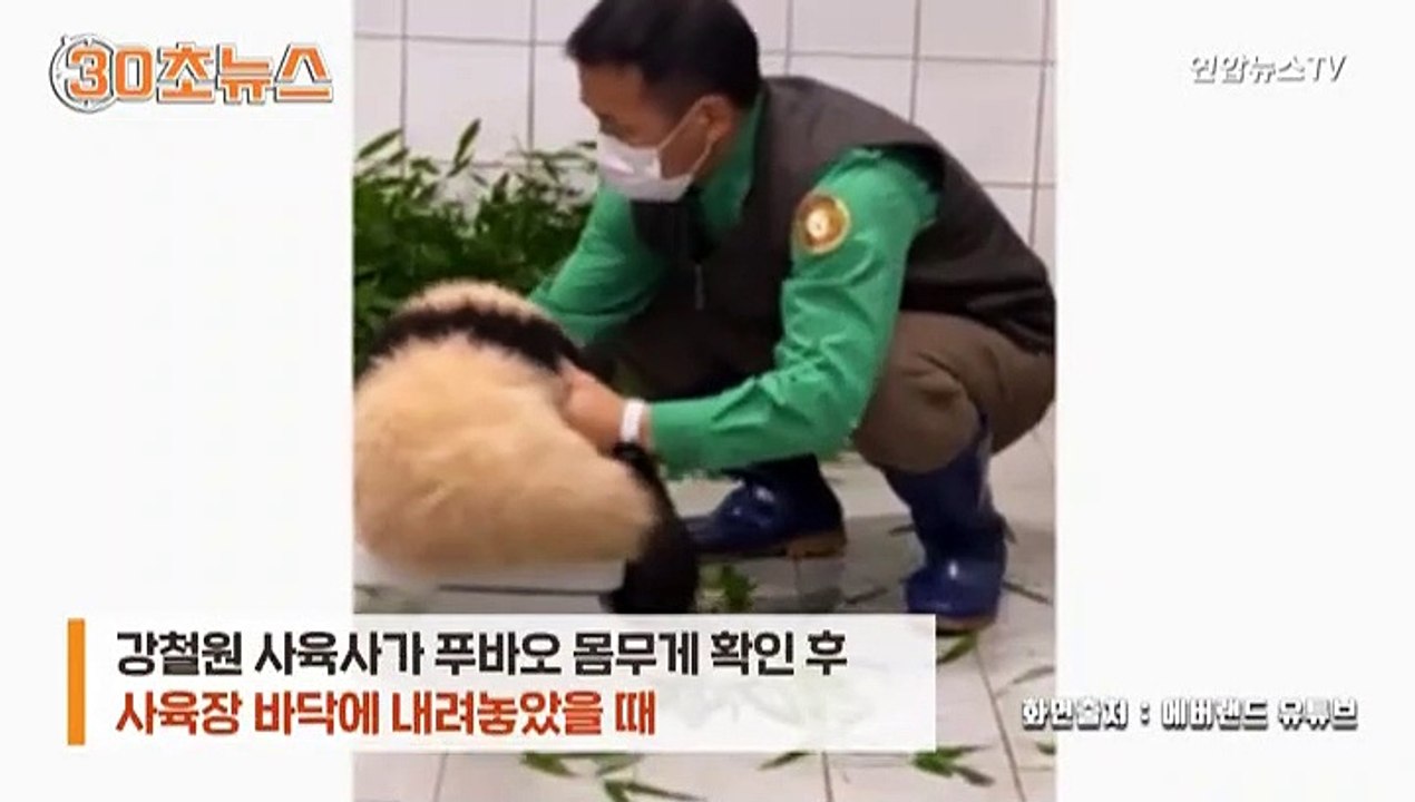 [30초뉴스] "놀아줘~놀아주세요"…떼쓰는 아기 판다 '푸바오'