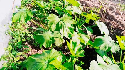 Organic plants natural beauty