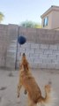 Dog Accidentally Throws Balloon to Other Side of Wall While Playing With It
