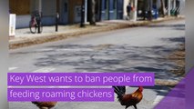 Key West wants to ban people from feeding roaming chickens, and other top stories in strange news from January 26, 2021.