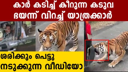 പിന്നിൽ കാർ കടിച്ച് കീറുന്ന കടുവ..ഭയന്ന് വിറച്ച്‌  യാത്രക്കാർ