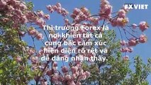 KINH NGHIỆM TRADE FOREX THỰC TẾ | FXVIET