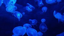 Relaxing Piano Music for Beautiful Coral Plants, Small Fish, Jelly Fish.